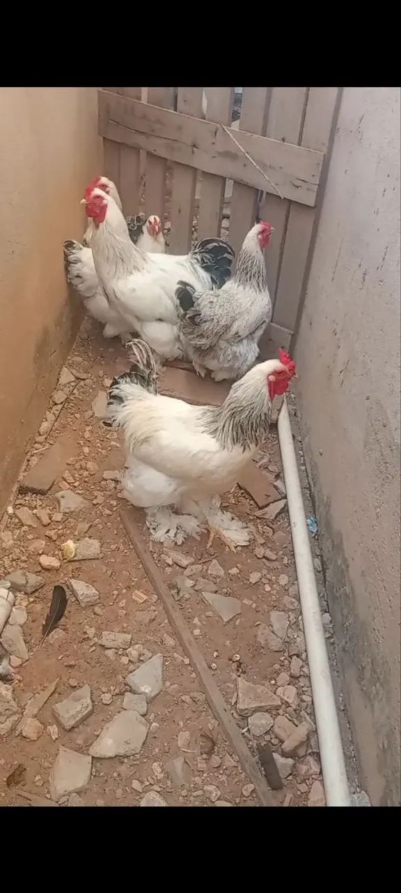 Brahma disponível 
