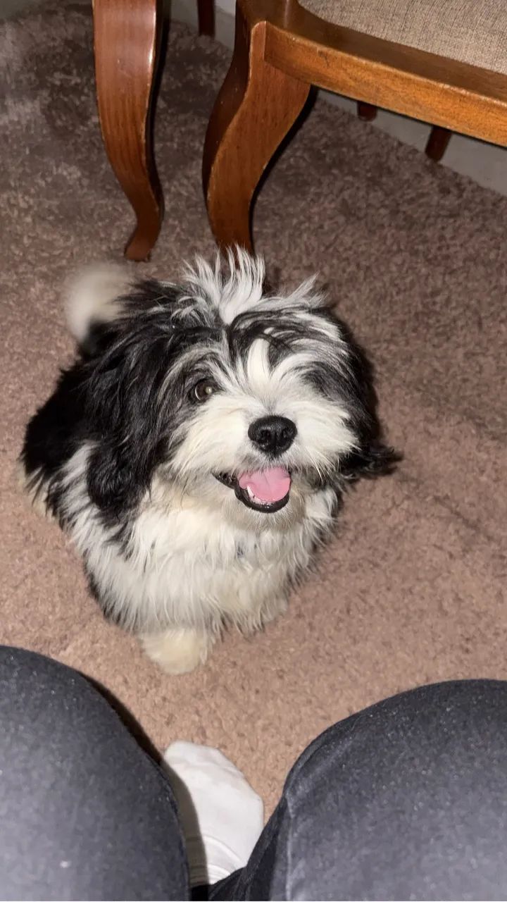 Vende-se lhasa apso macho 
