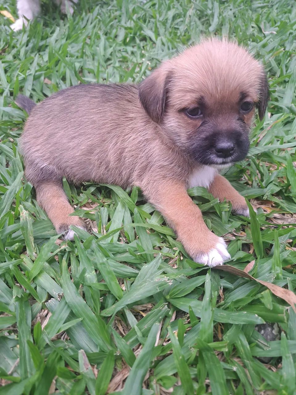 Filhotes de Shih Tzu - Foto 6