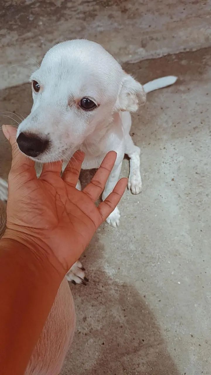 Adoção 