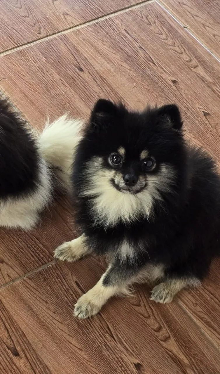  Spitz Macho Black Tam