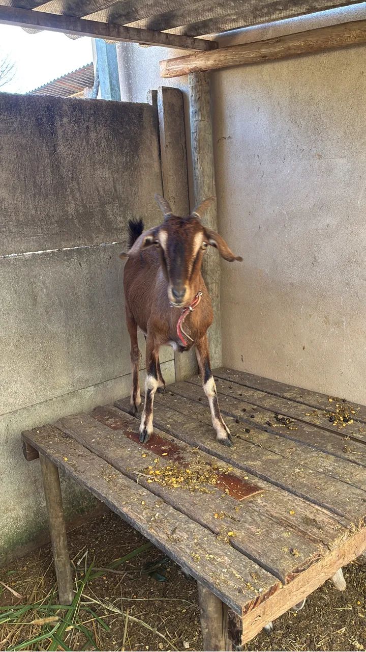  Vendo cabra parida - Foto 4