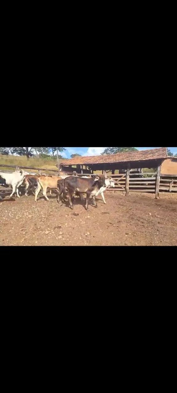 Novilhas neloradas  - Foto 2