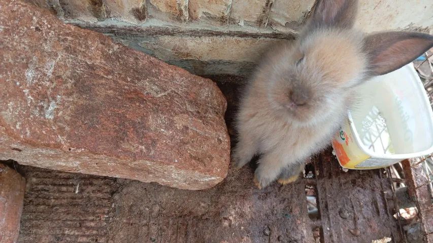 Coelho da Raça Lion Filhote - Foto 5