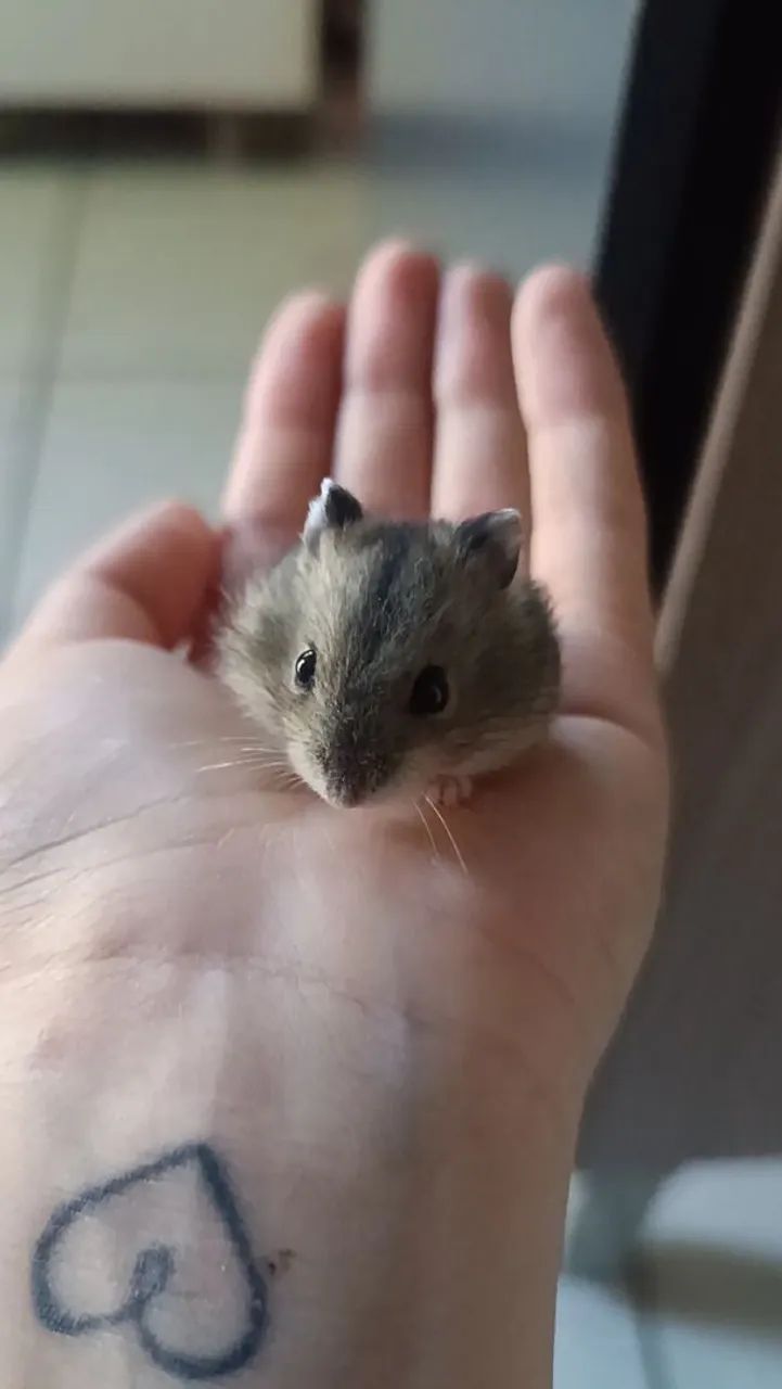Hamster ? Anão Russo. - Foto 6