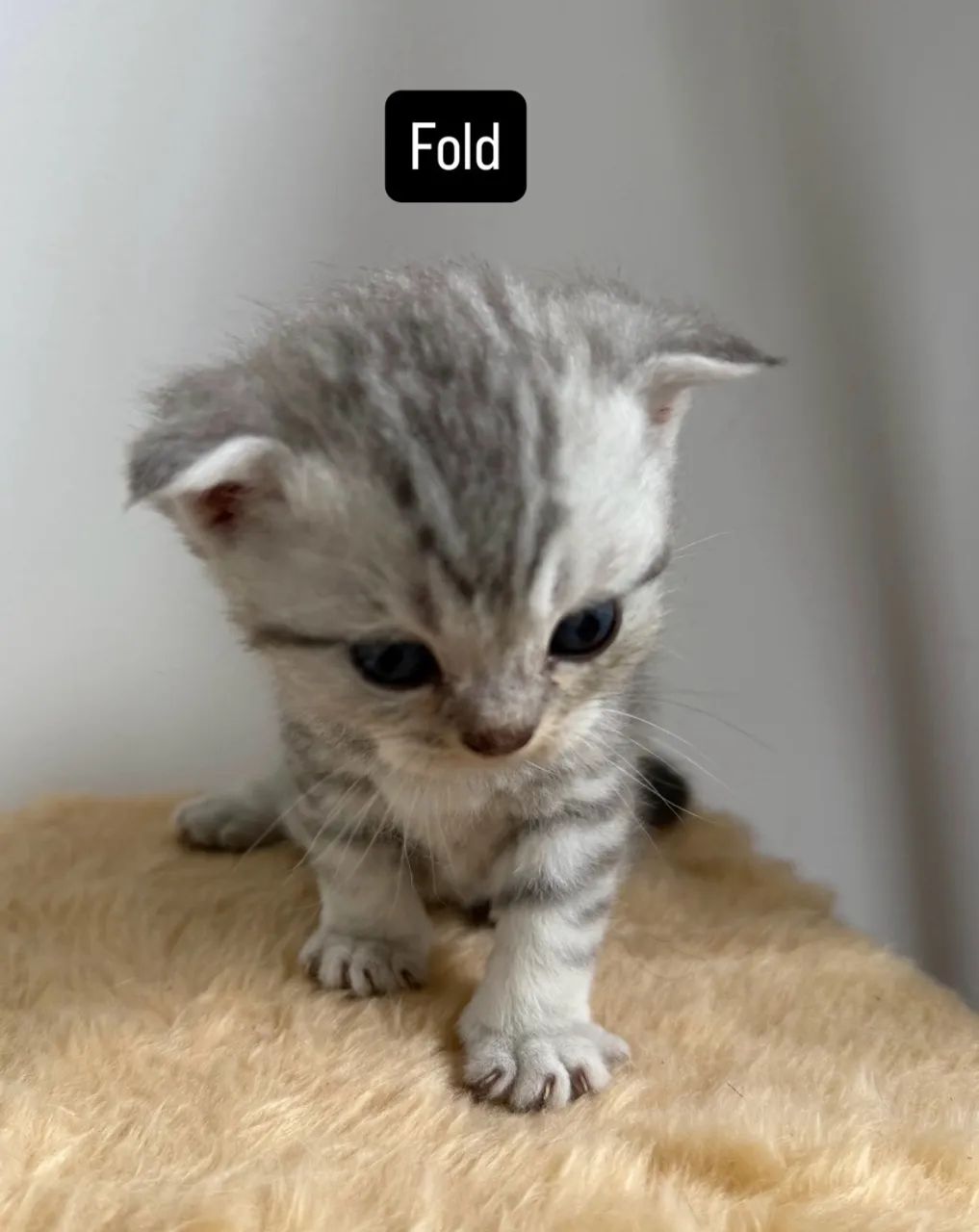 Gatos Scotish Fold e Straight - Foto 5