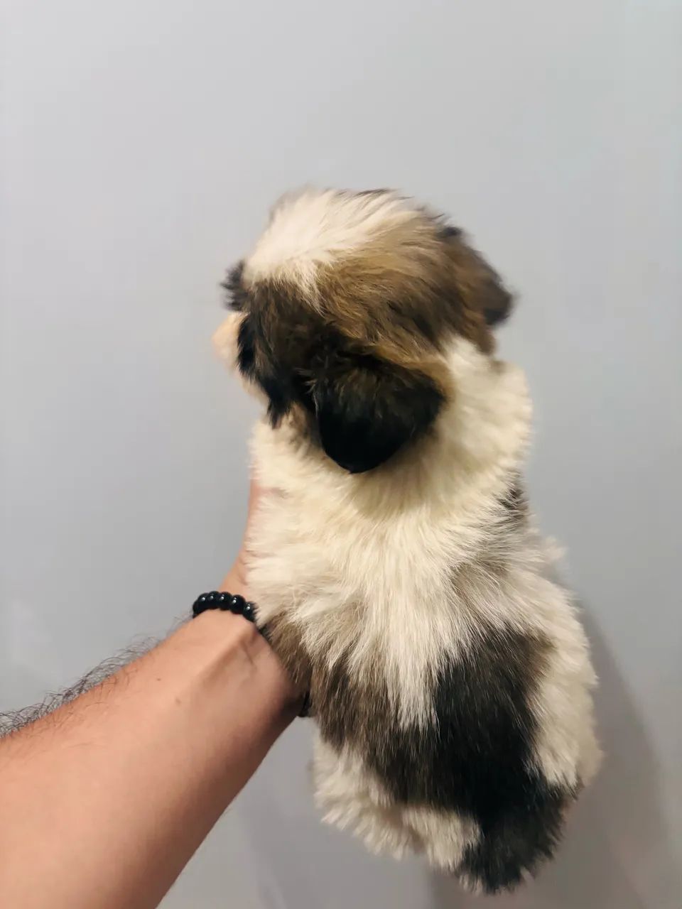 Lhasa Apso - Foto 3