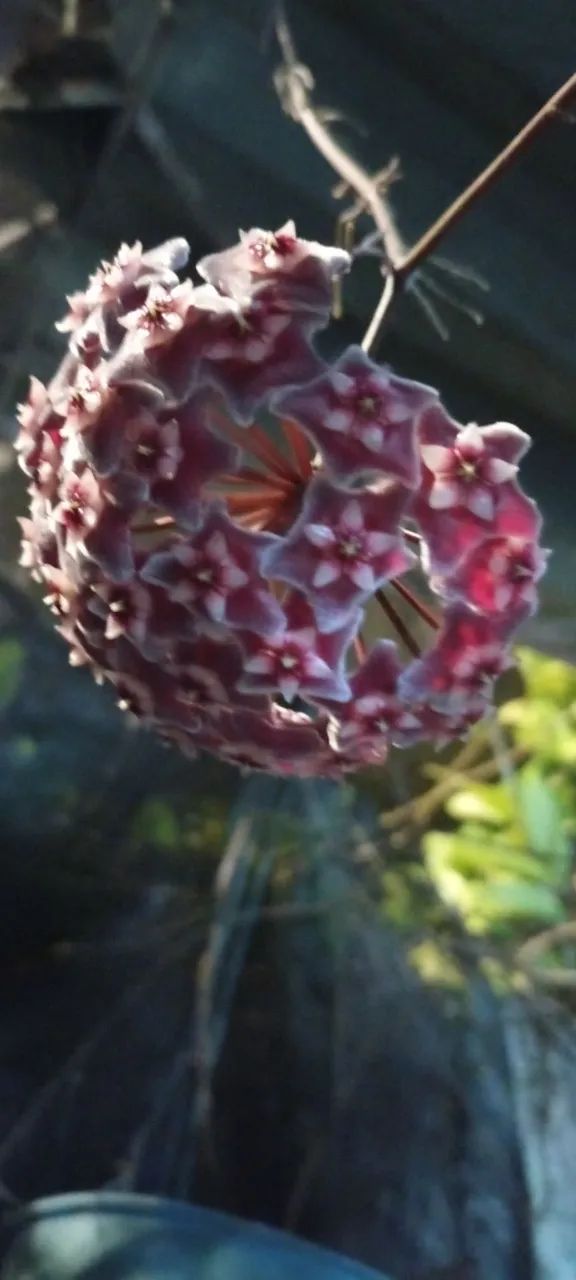 Muda de flor de cera roxa perfumada - Foto 4