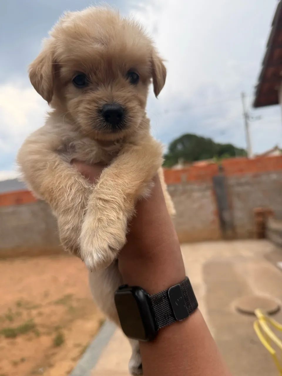 Cachorro  - Foto 4