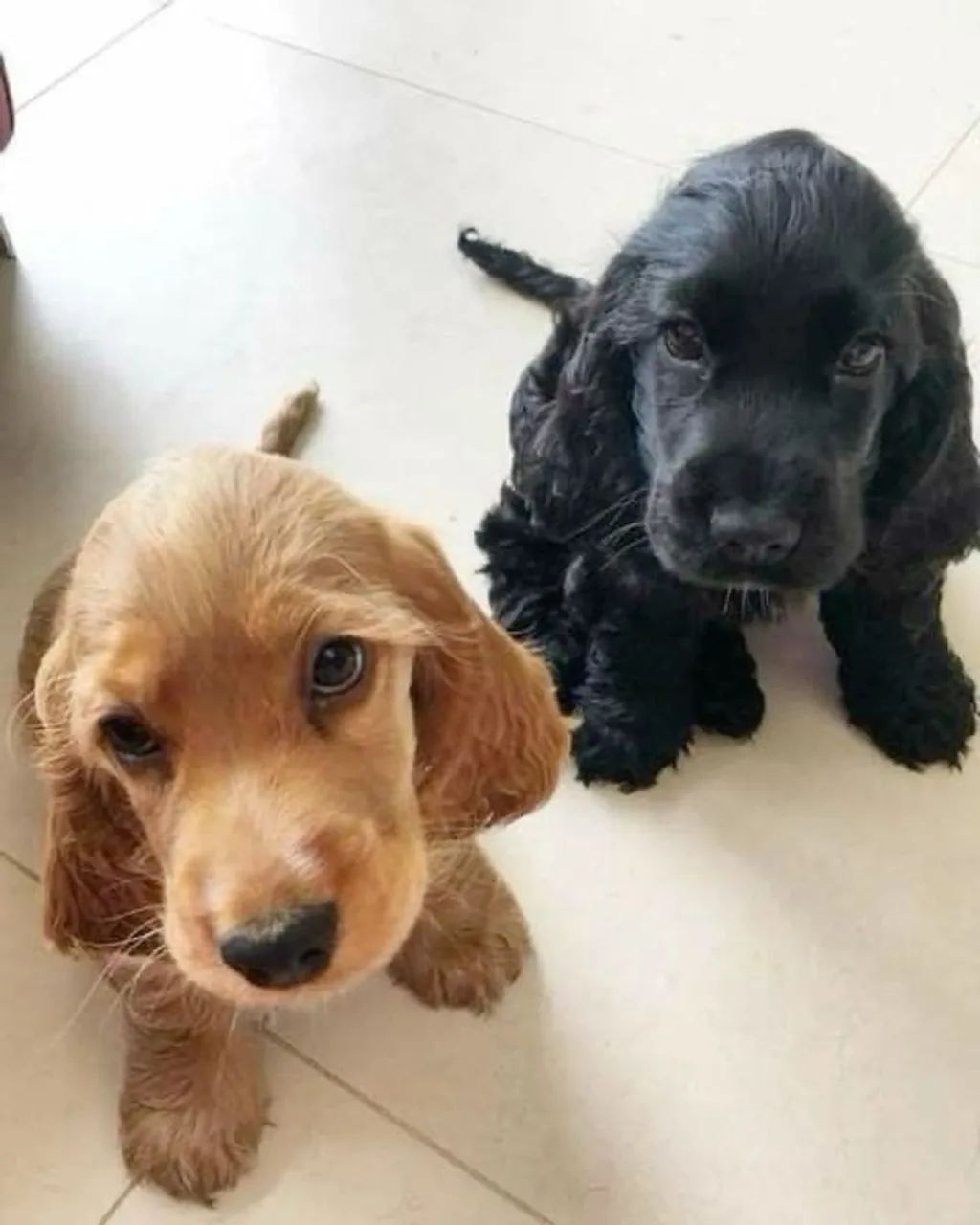 Cocker spaniel alegre 