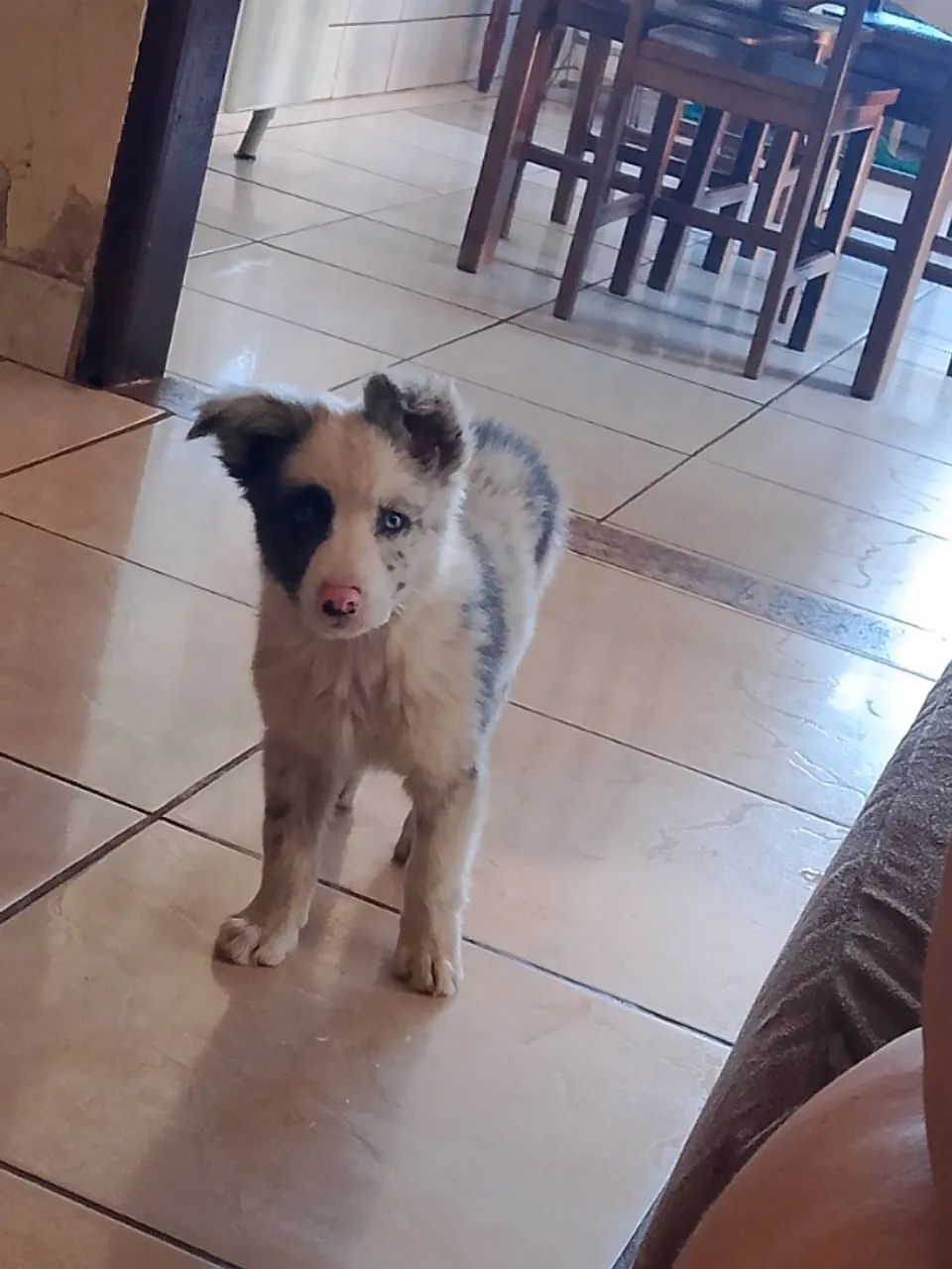 Border collie merle  - Foto 3