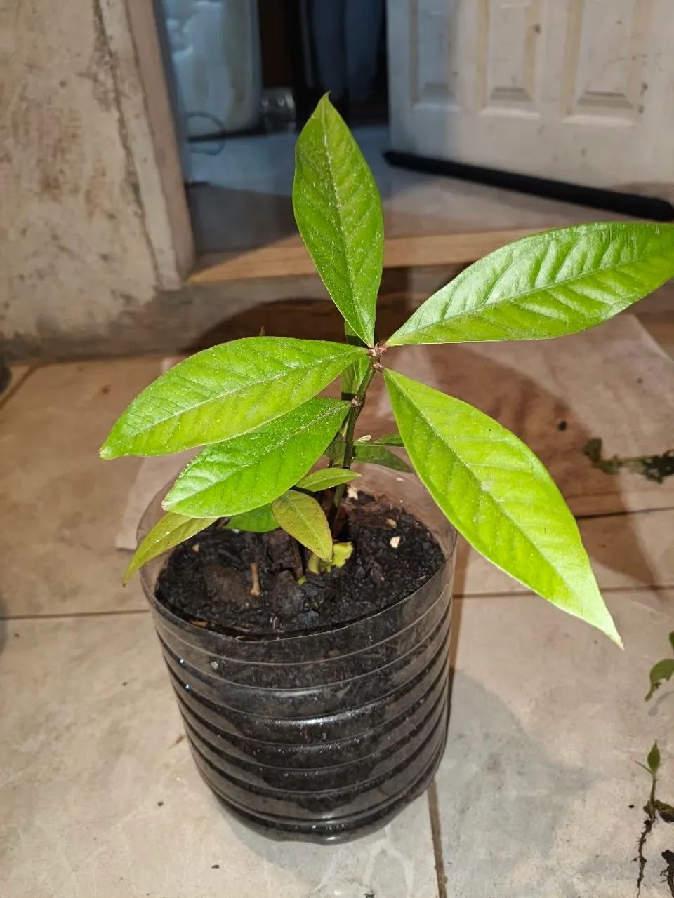 Mudas de jambo 