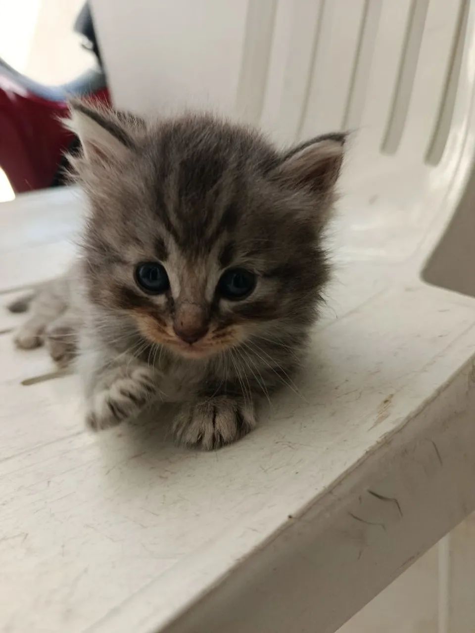 Gatos persa - Foto 4