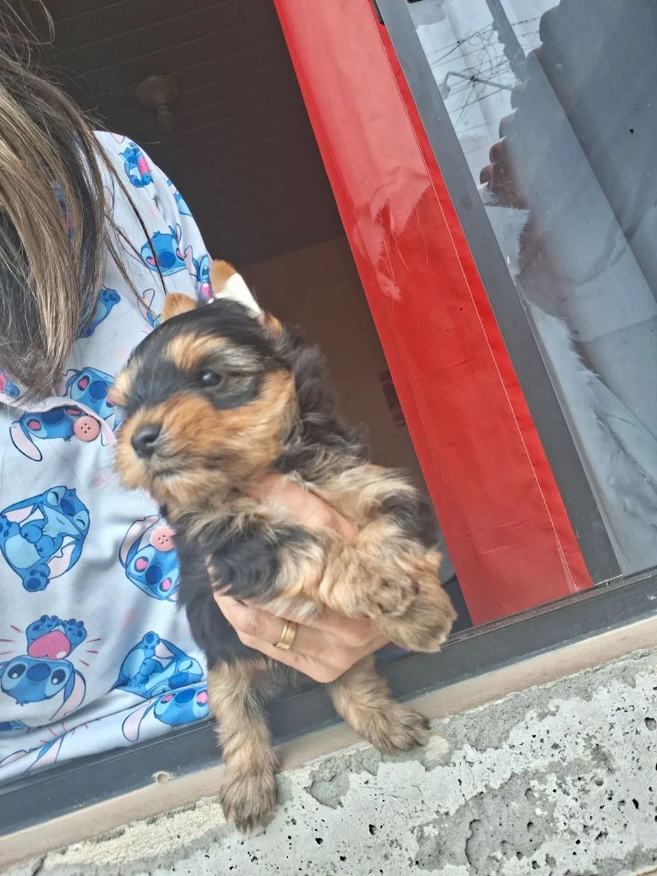 Yorkshire Terrier  - Foto 3