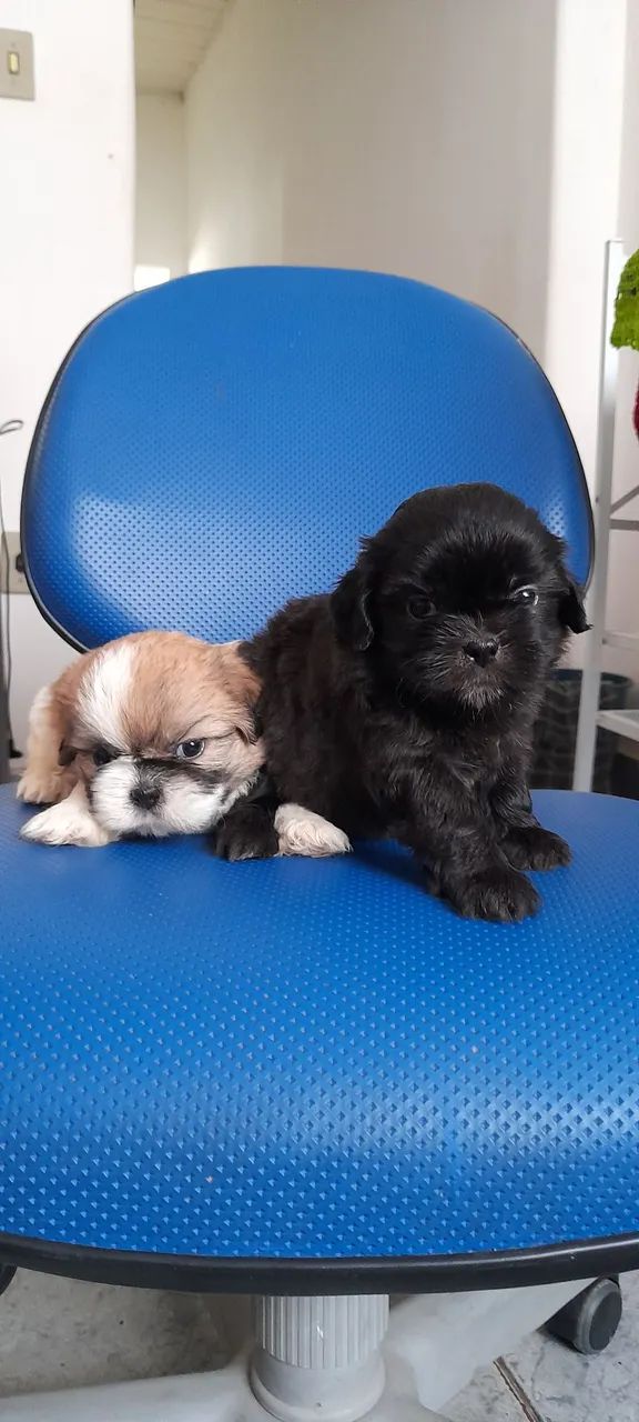 Shih tzu  - Foto 4