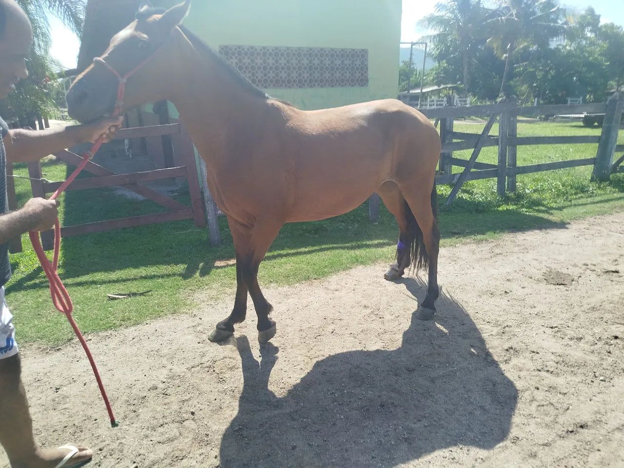 Vendo égua matriz somente pra reprodução  - Foto 5