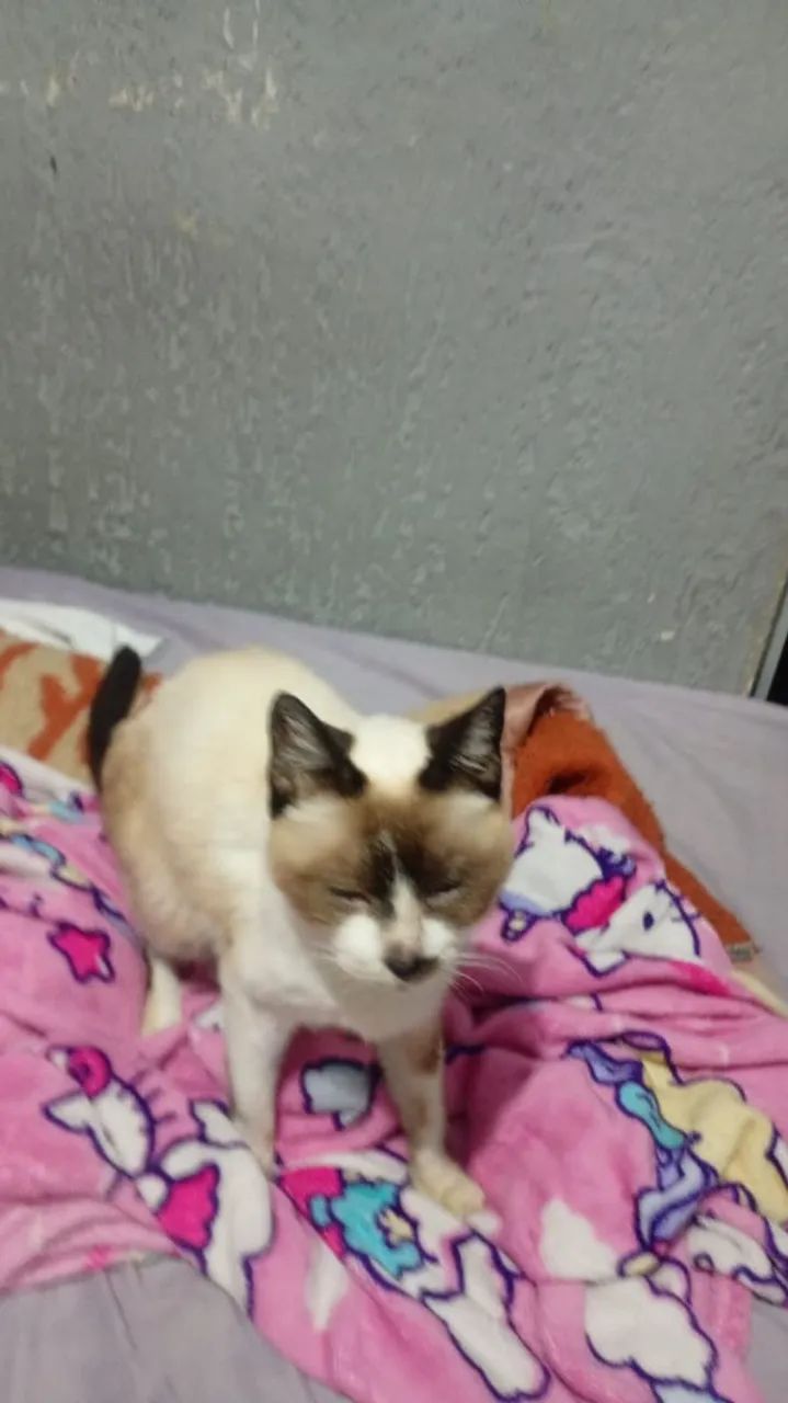 Gata - Foto 5