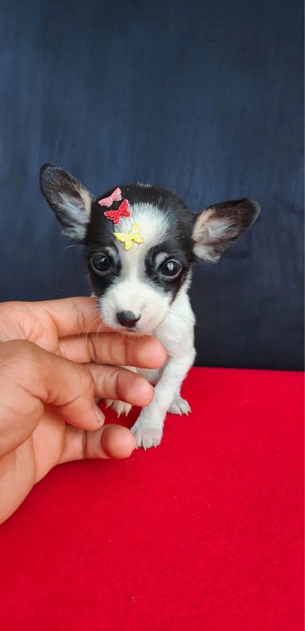 Pinscher com 55 dias vacinado 