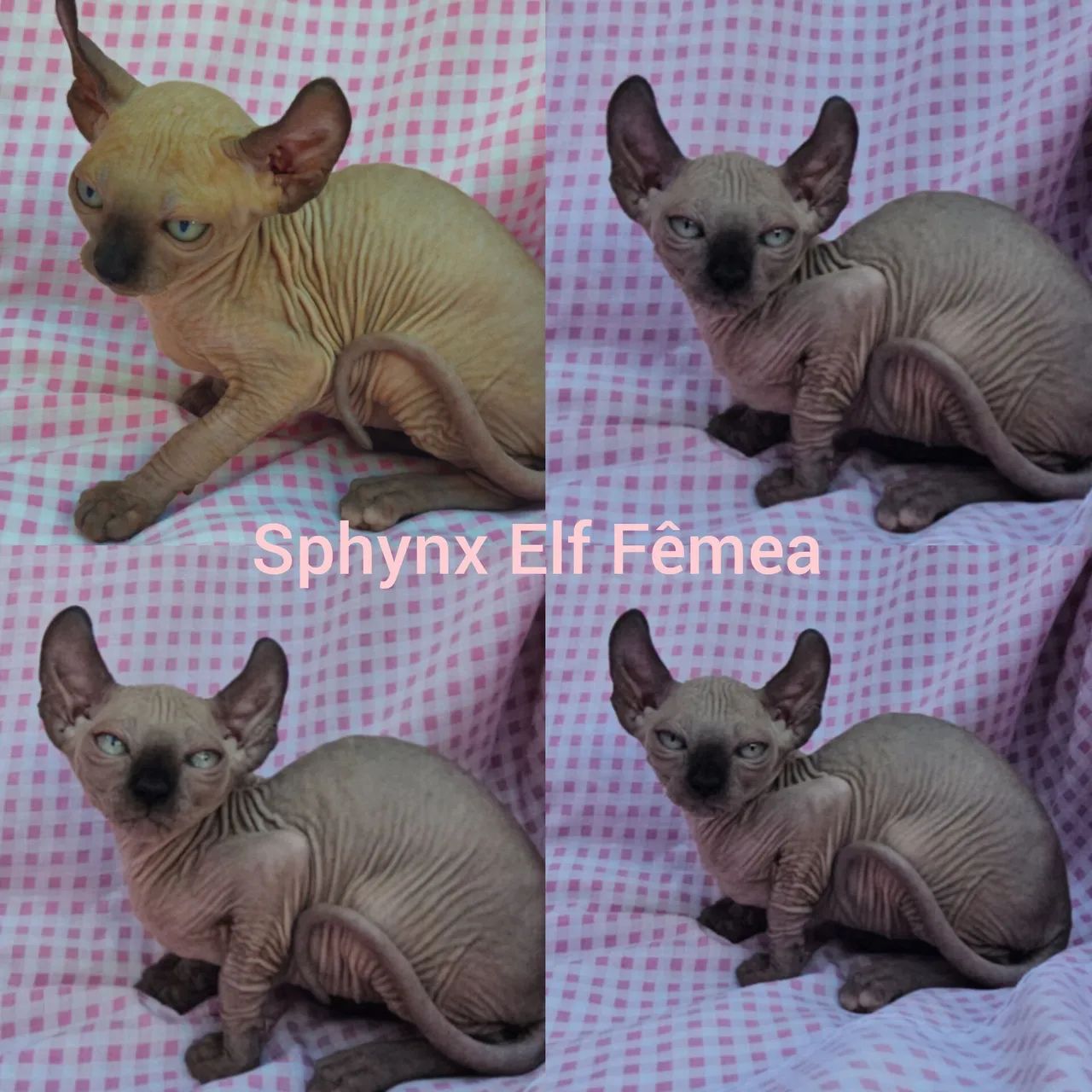 Sphynx Elf Filhotes - Gatil BSB Cat  - Foto 3