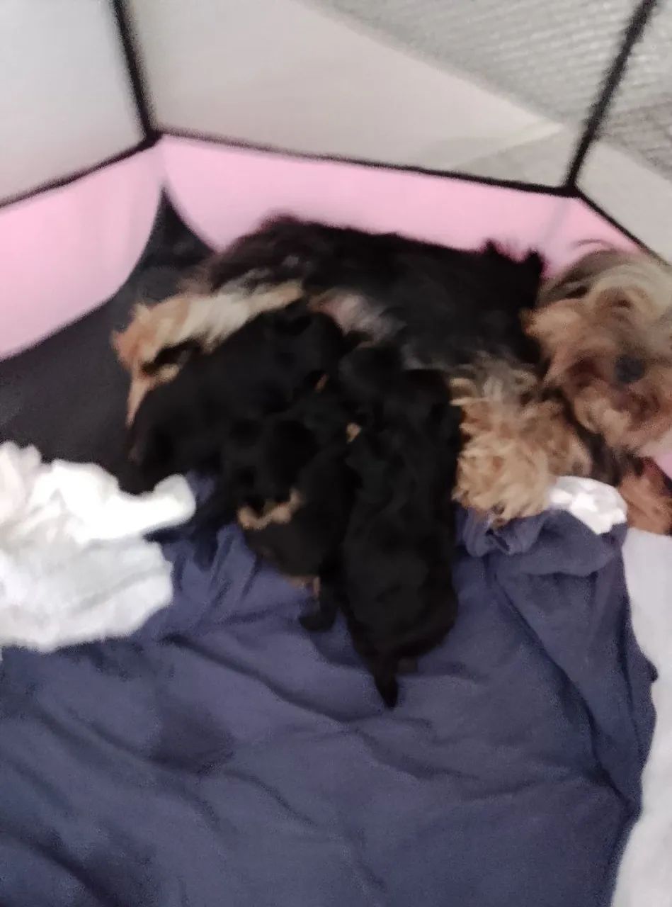 Filhotes yorkshire terrier  - Foto 5