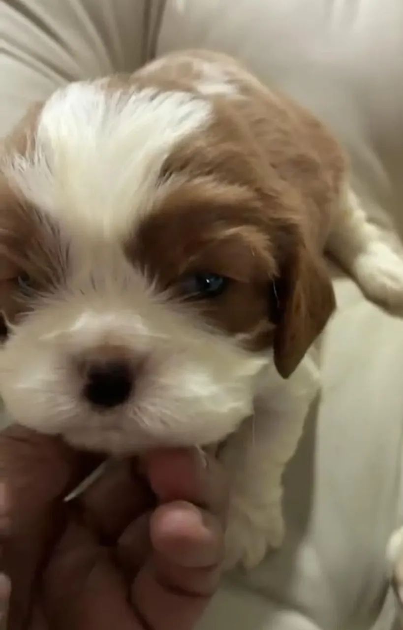 Cavalier 