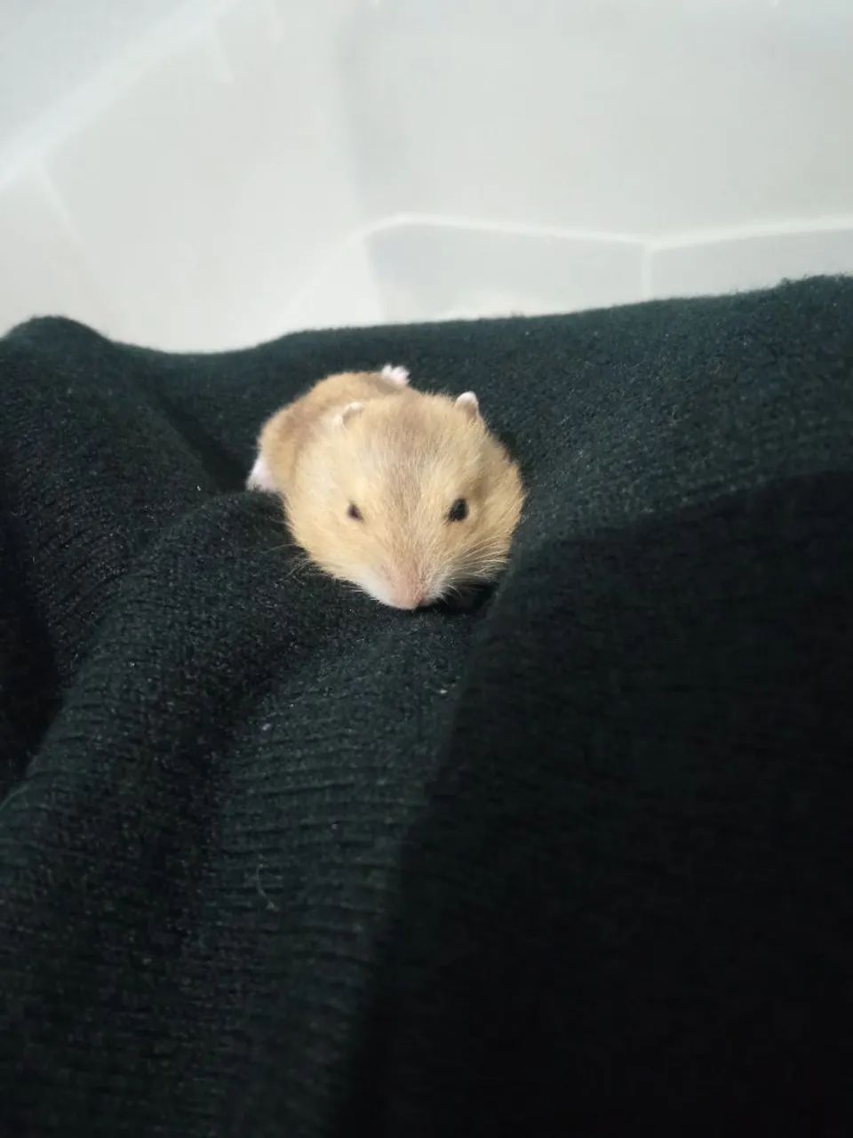 Filhotes de hamster anão russo - Foto 6