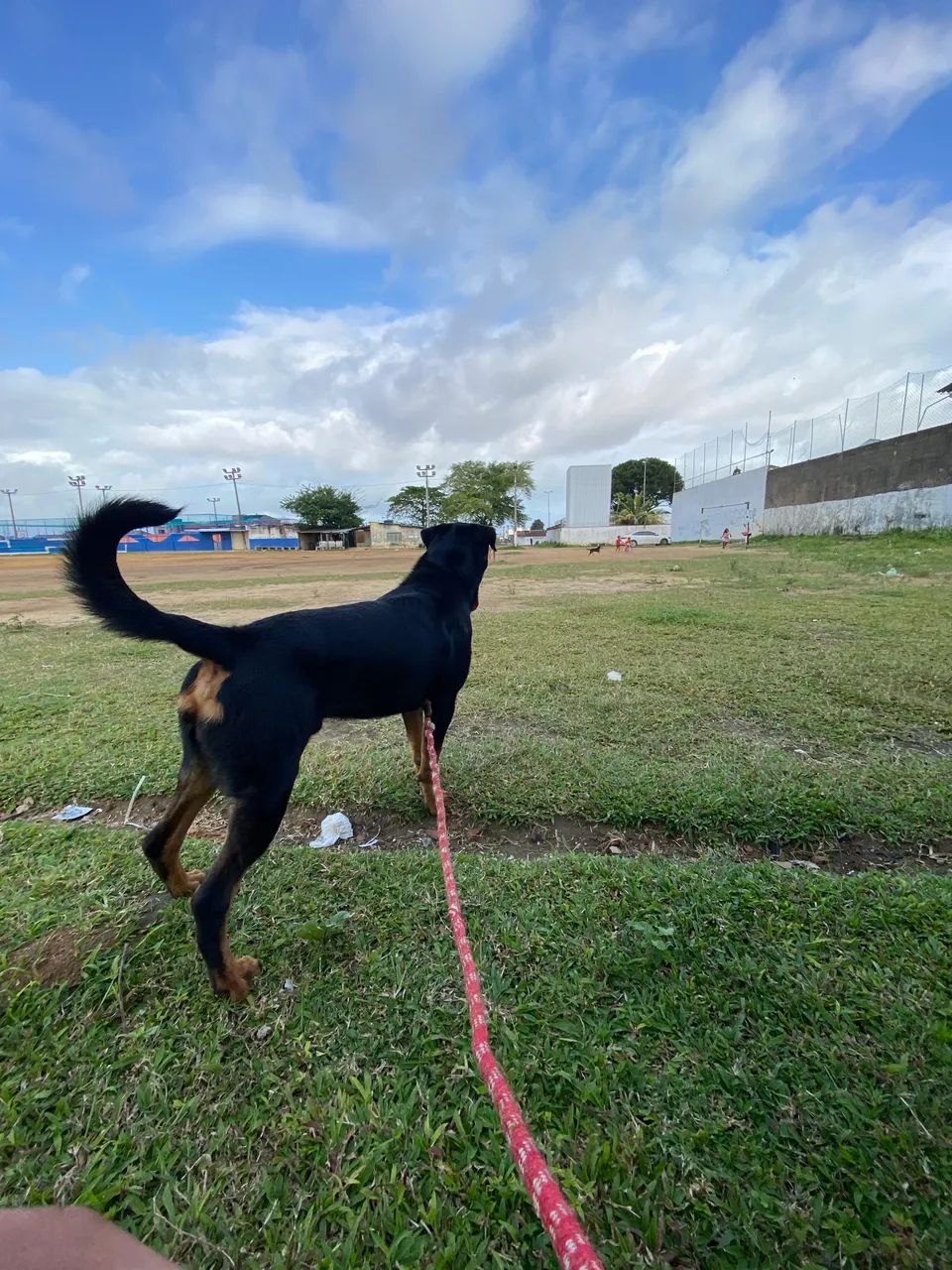 Rottweiler puro  - Foto 4