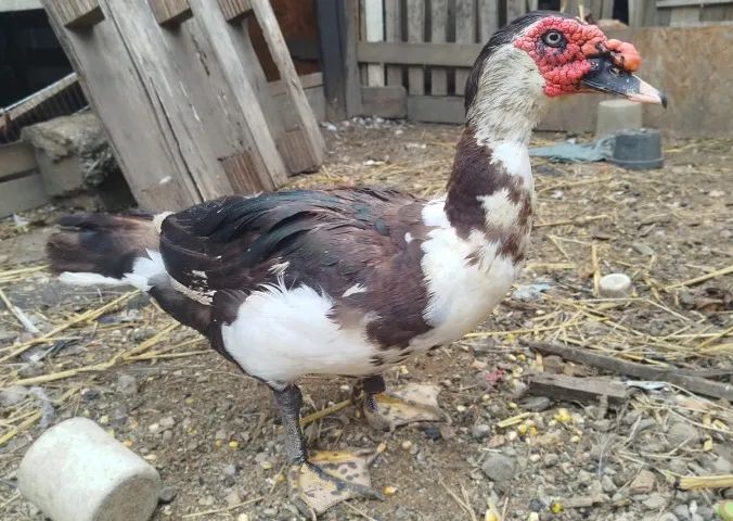  PATO MACHO 