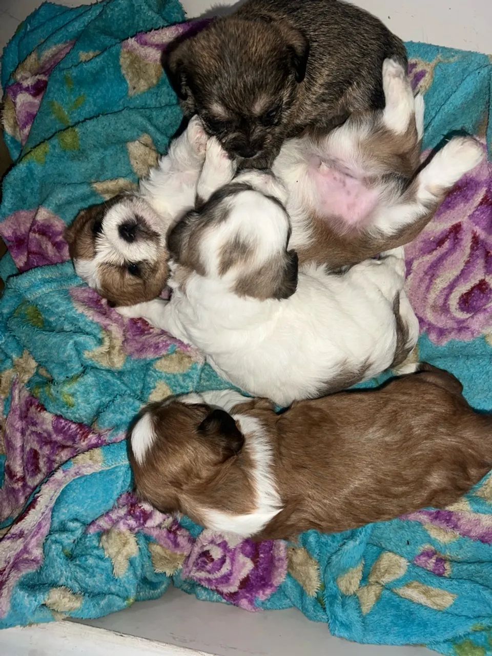Shih tzu - Foto 2