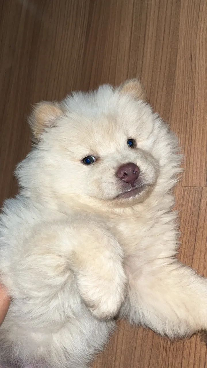 Cachorro  - Foto 5