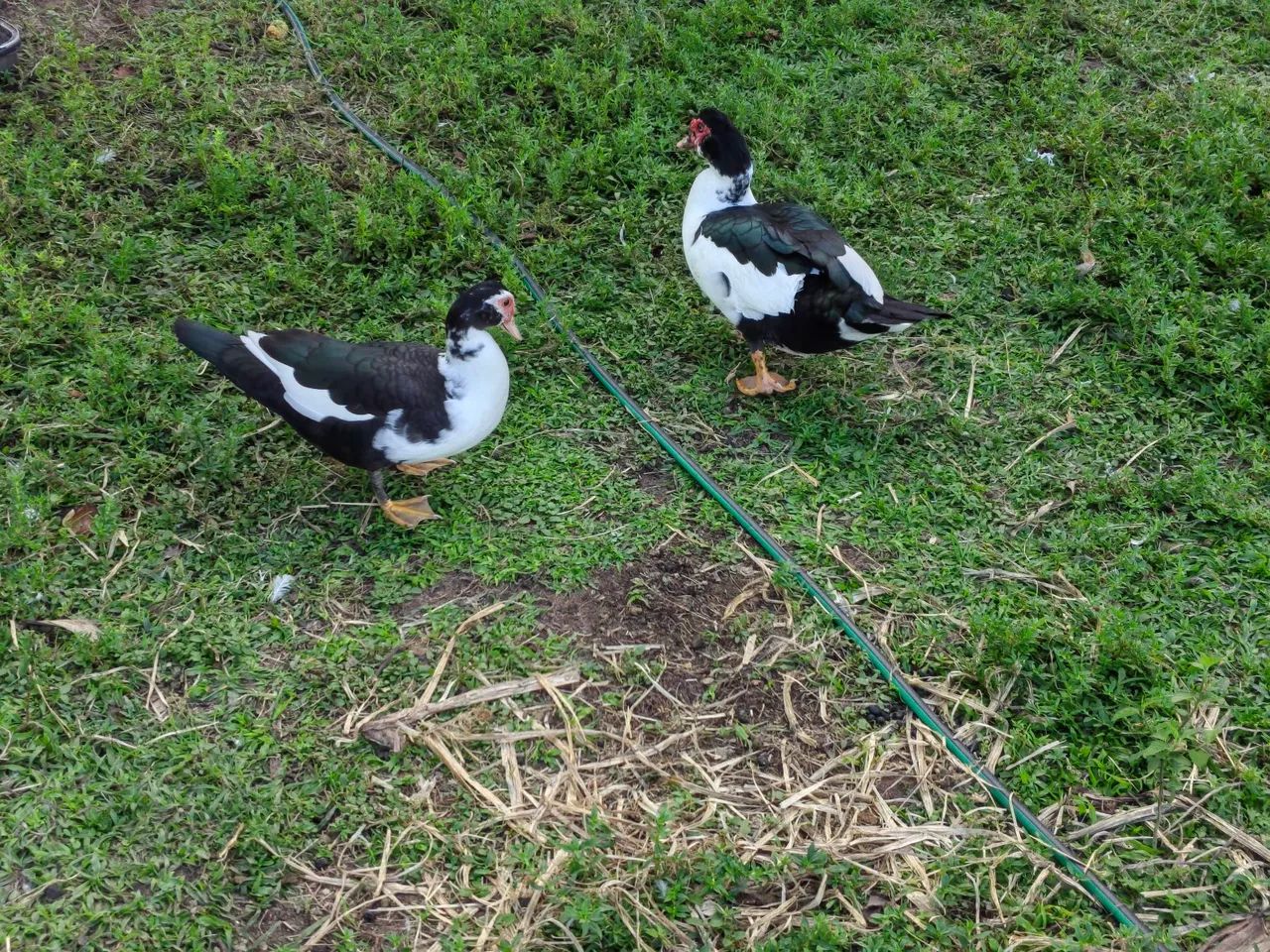 Patos  - Foto 2