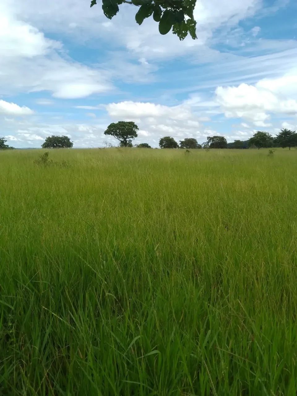 Fazenda Amorinopolis - Foto 3