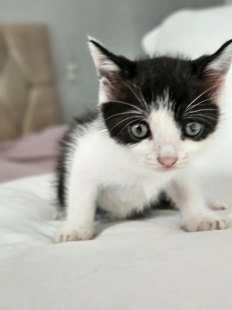 Gatinhos para adoção - Foto 3