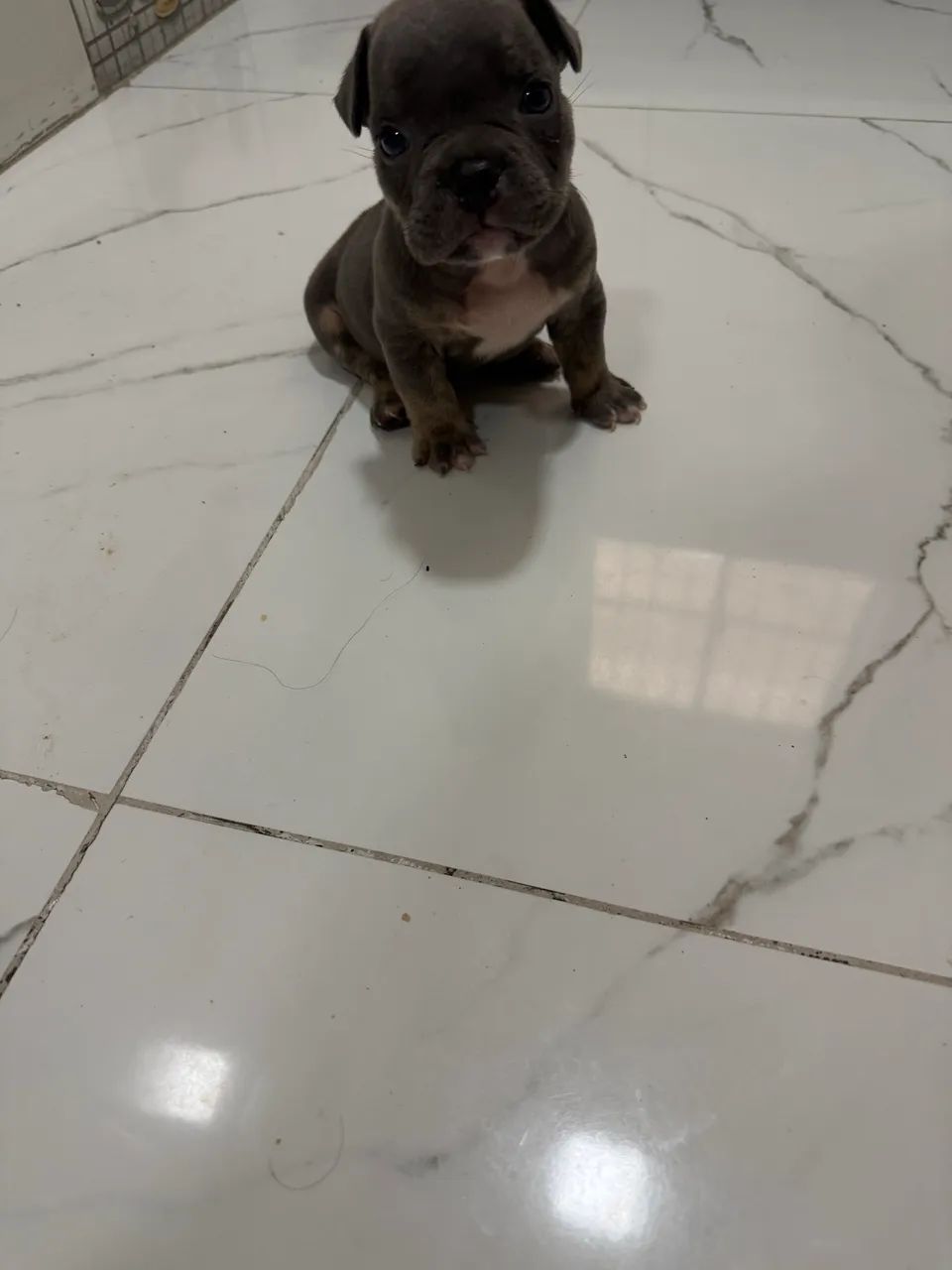 American bully micro  - Foto 5