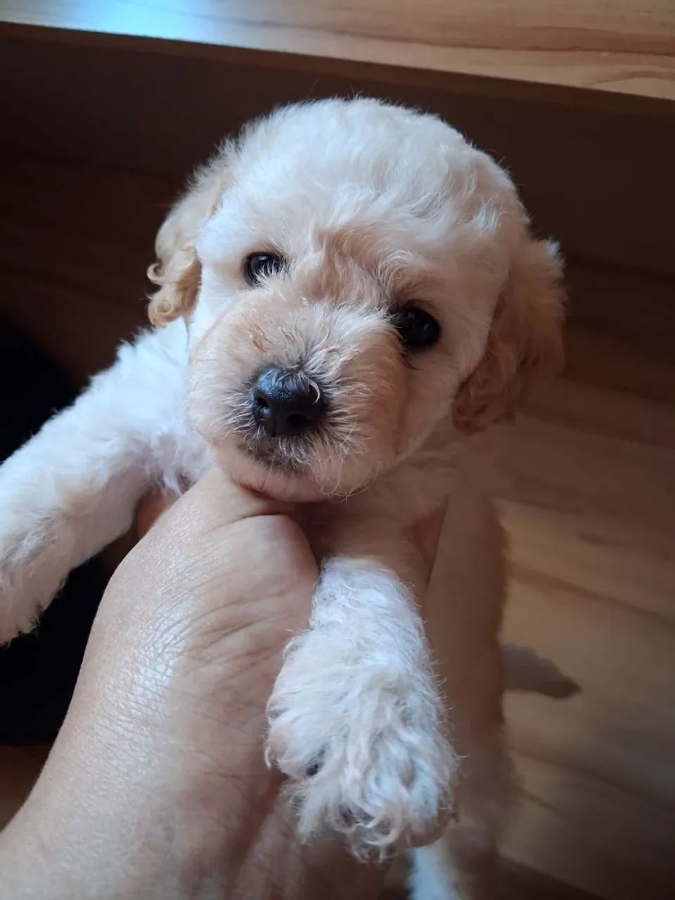 Vendo Poodle   - Foto 4