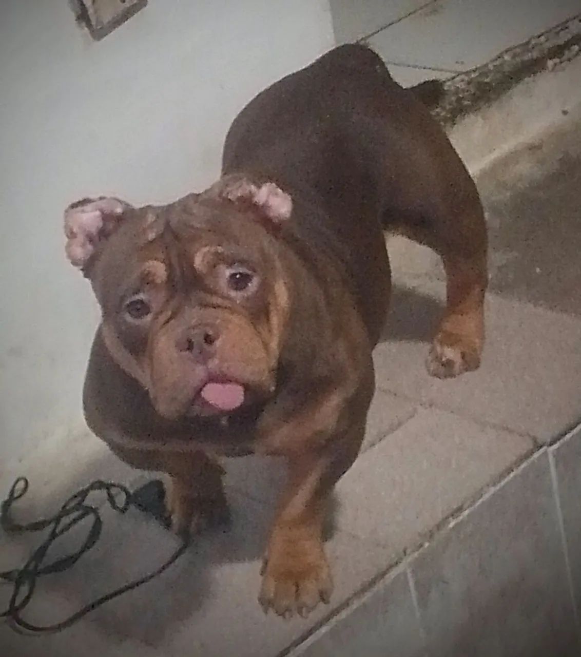Bullys nano  - Foto 2