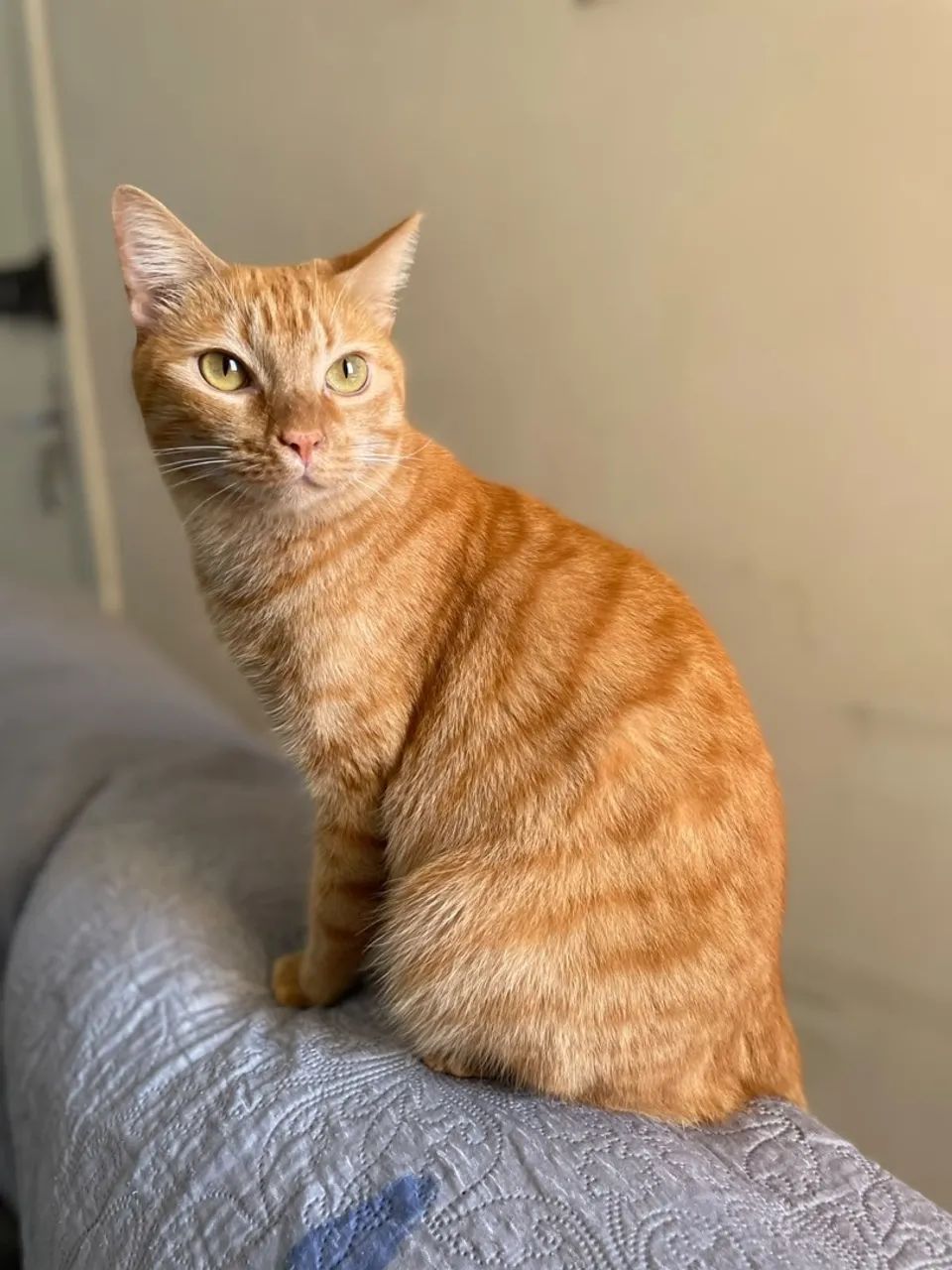 Para adoção, gatinho laranja  - Foto 5