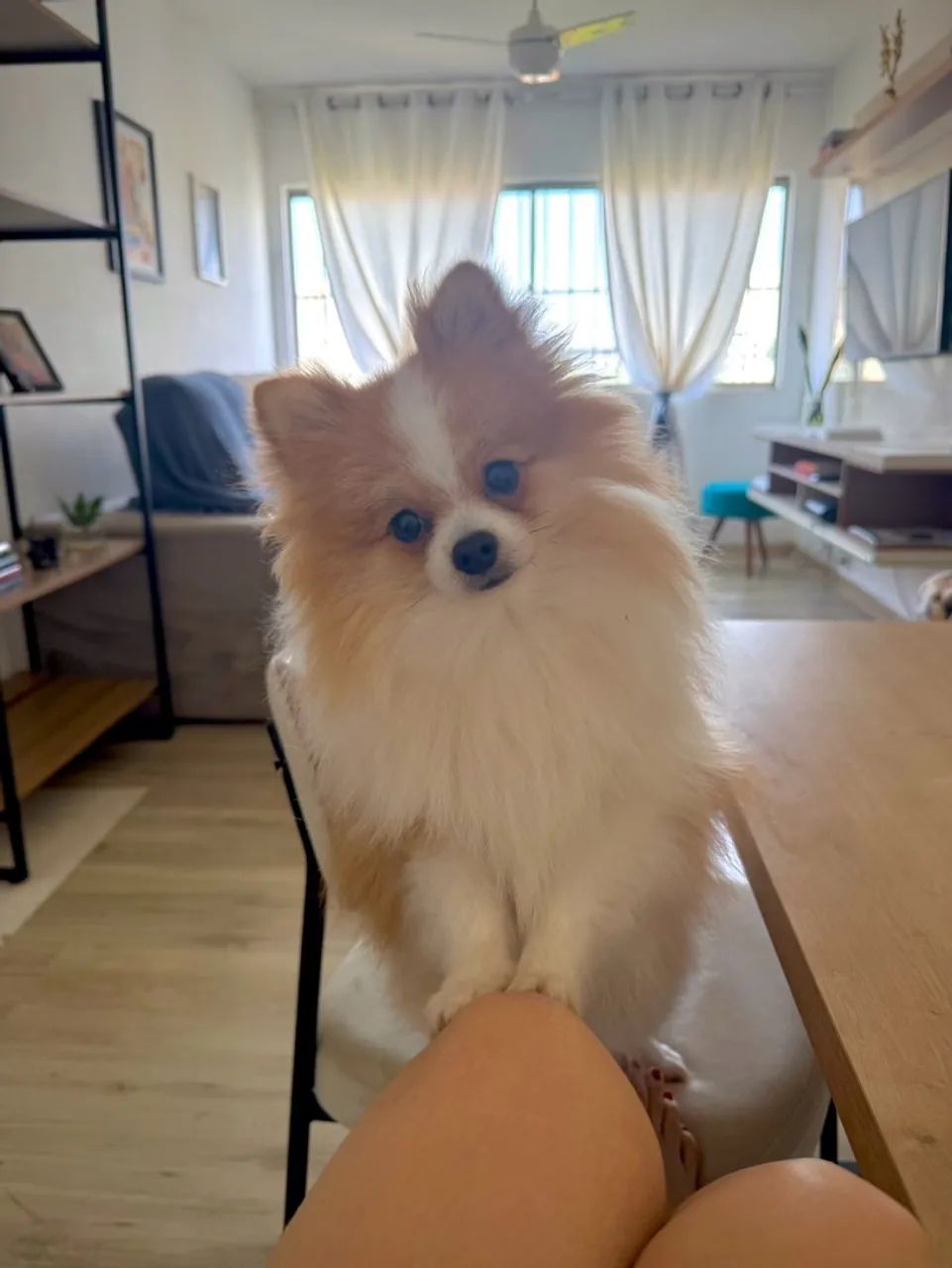 Spitz alemão 