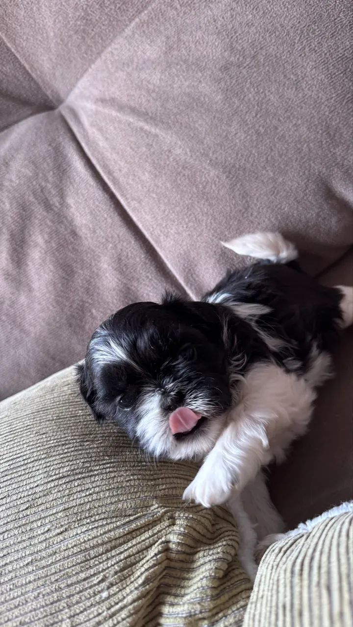 Vendo