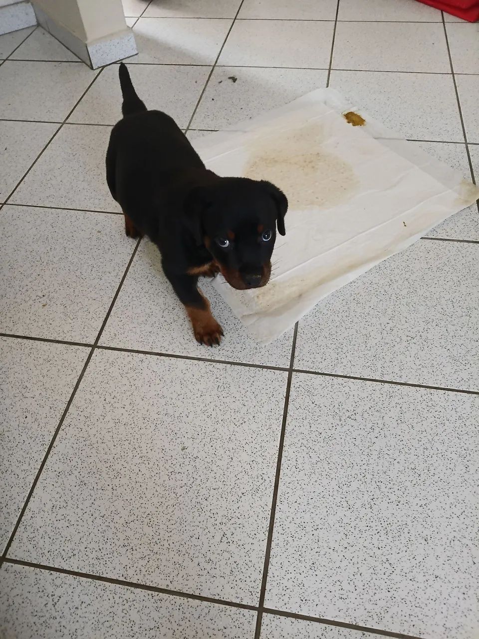 VENDO FILHOTE DE ROTTVALIER  3 MESES. - Foto 3