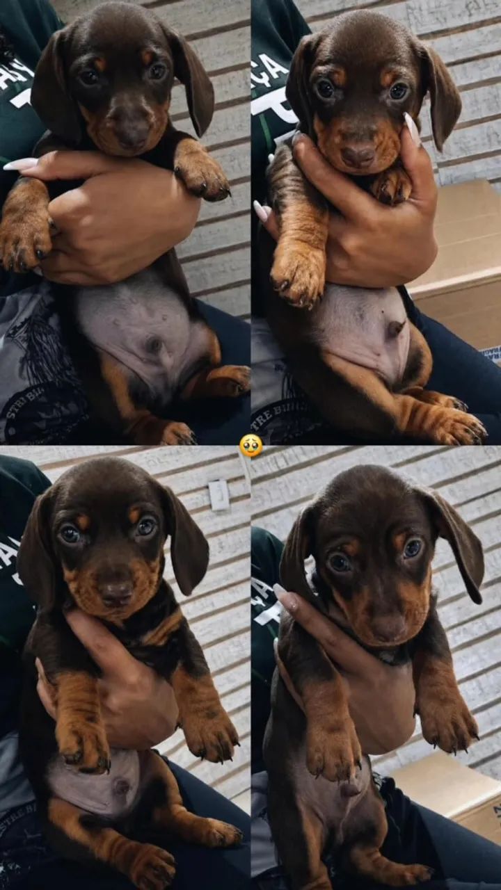 Filhotes de Daschshund  - Foto 2