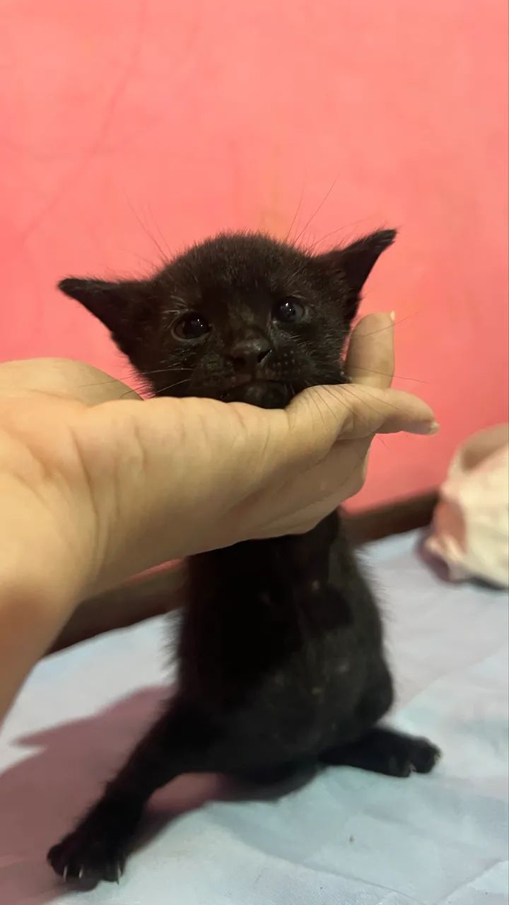 Gatos  - Foto 4