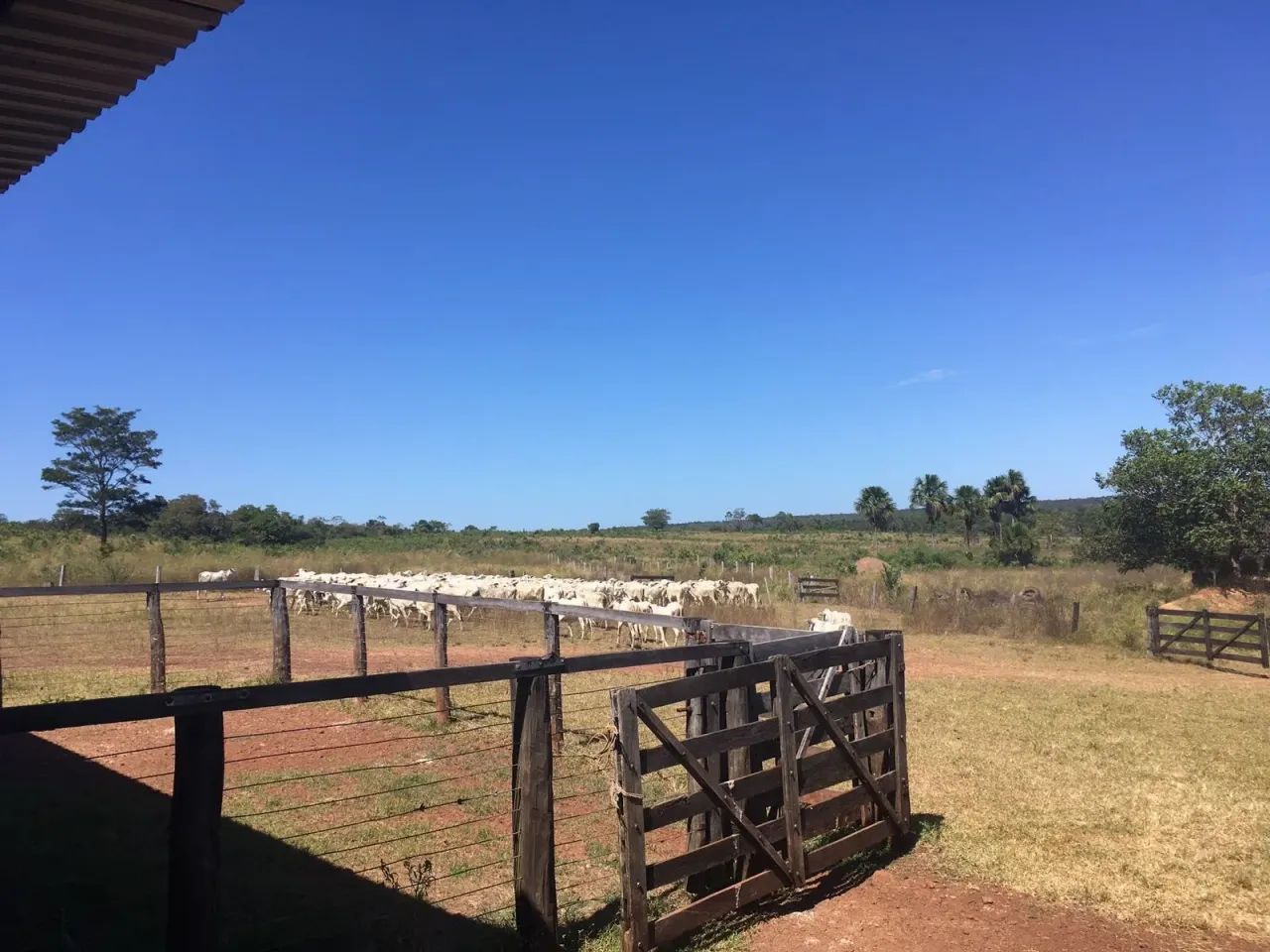Fazenda a venda em Goiatins - TO - Foto 3