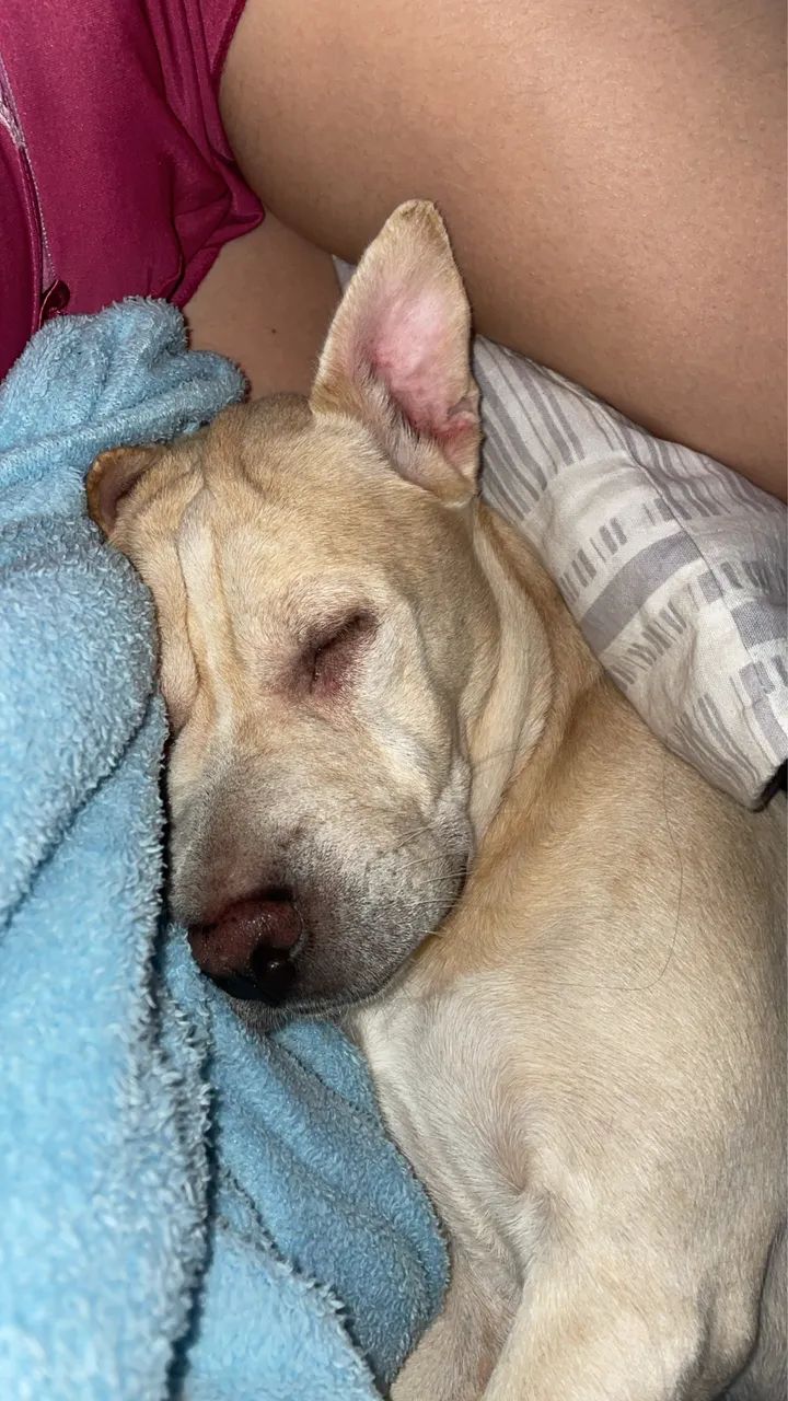 Adoção  - Foto 3