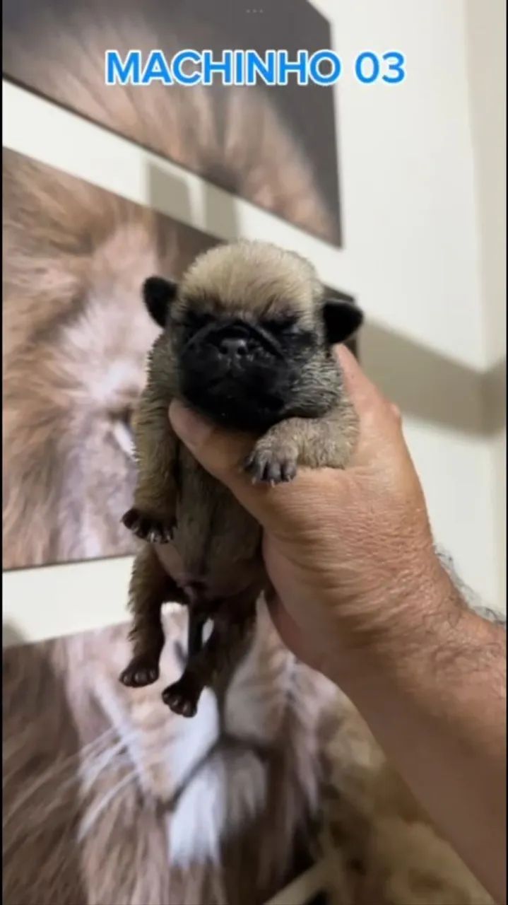 Pug 