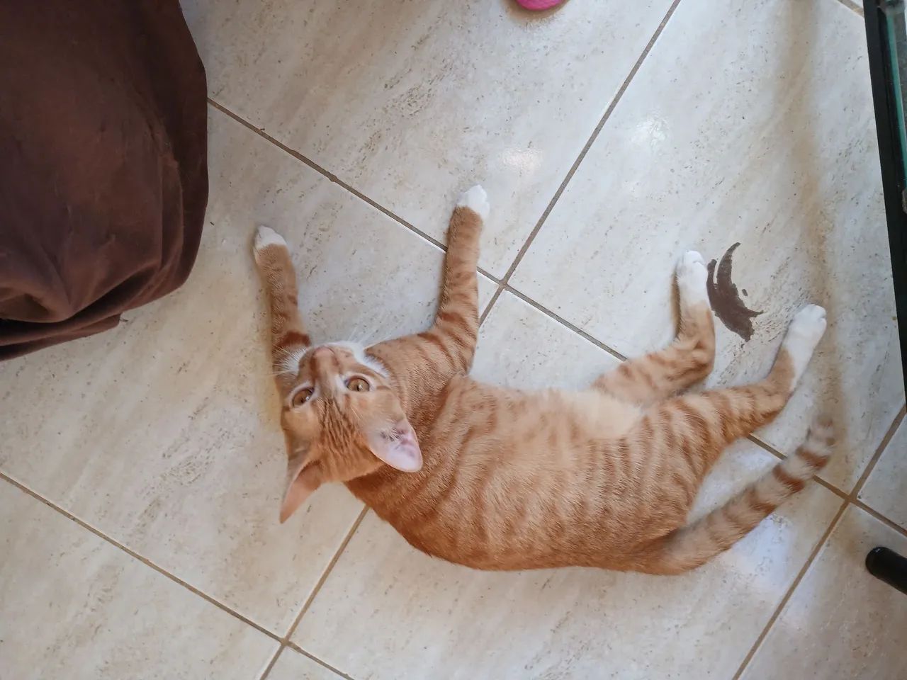 Gato Amarelinho Castrado  - Foto 6