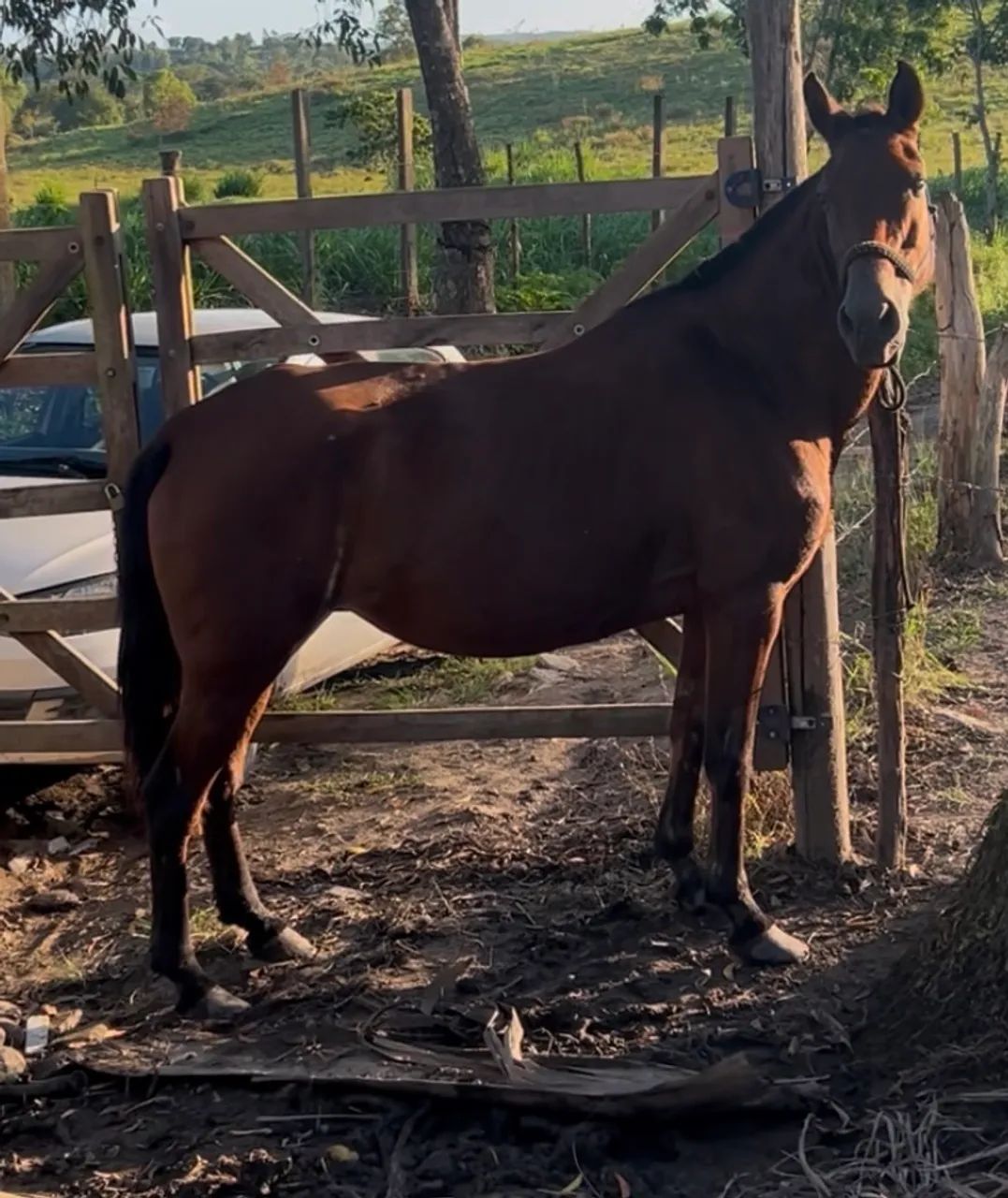Egua mangalarga 