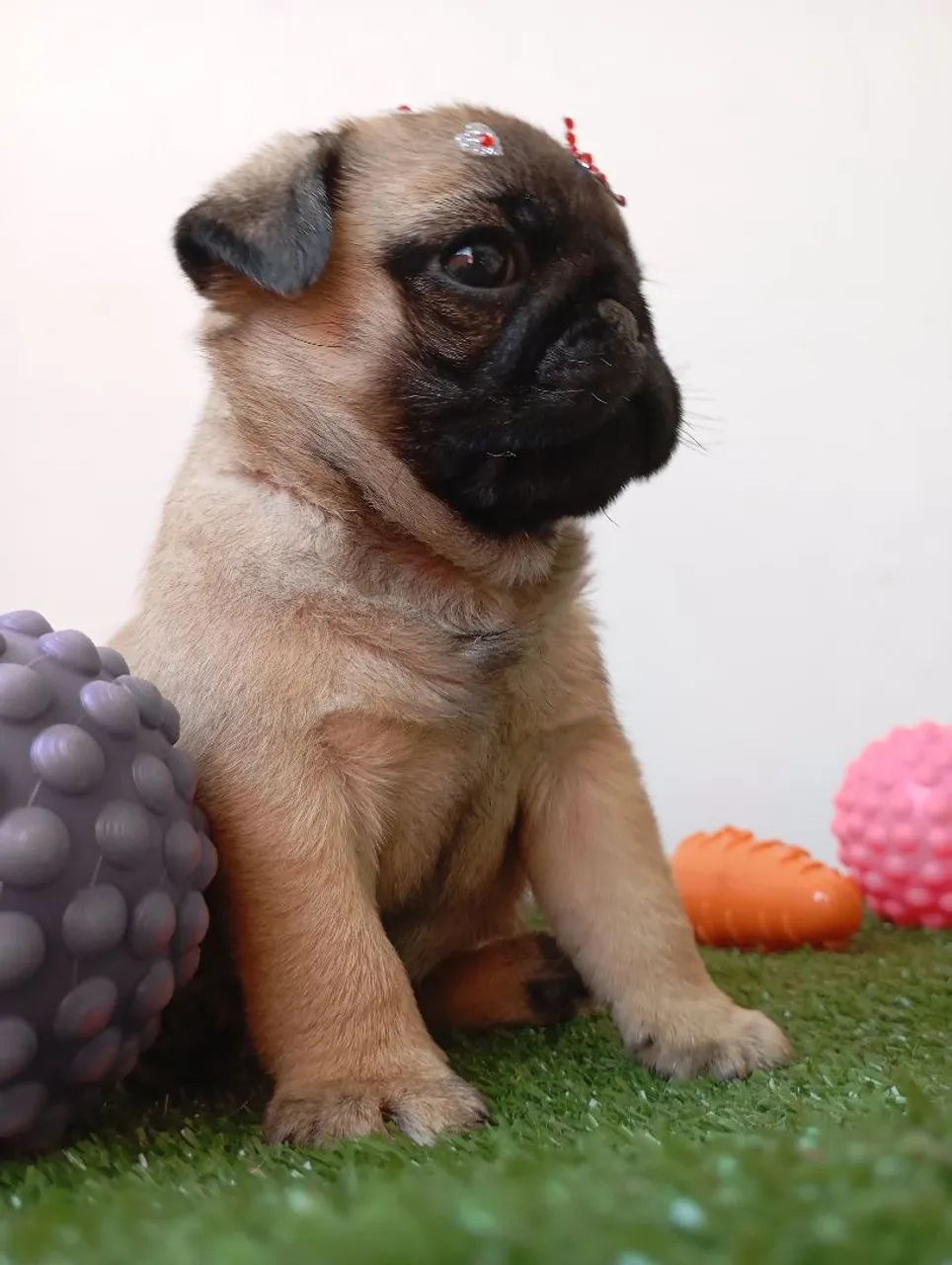 Filhotes de Pug disponíveis 
