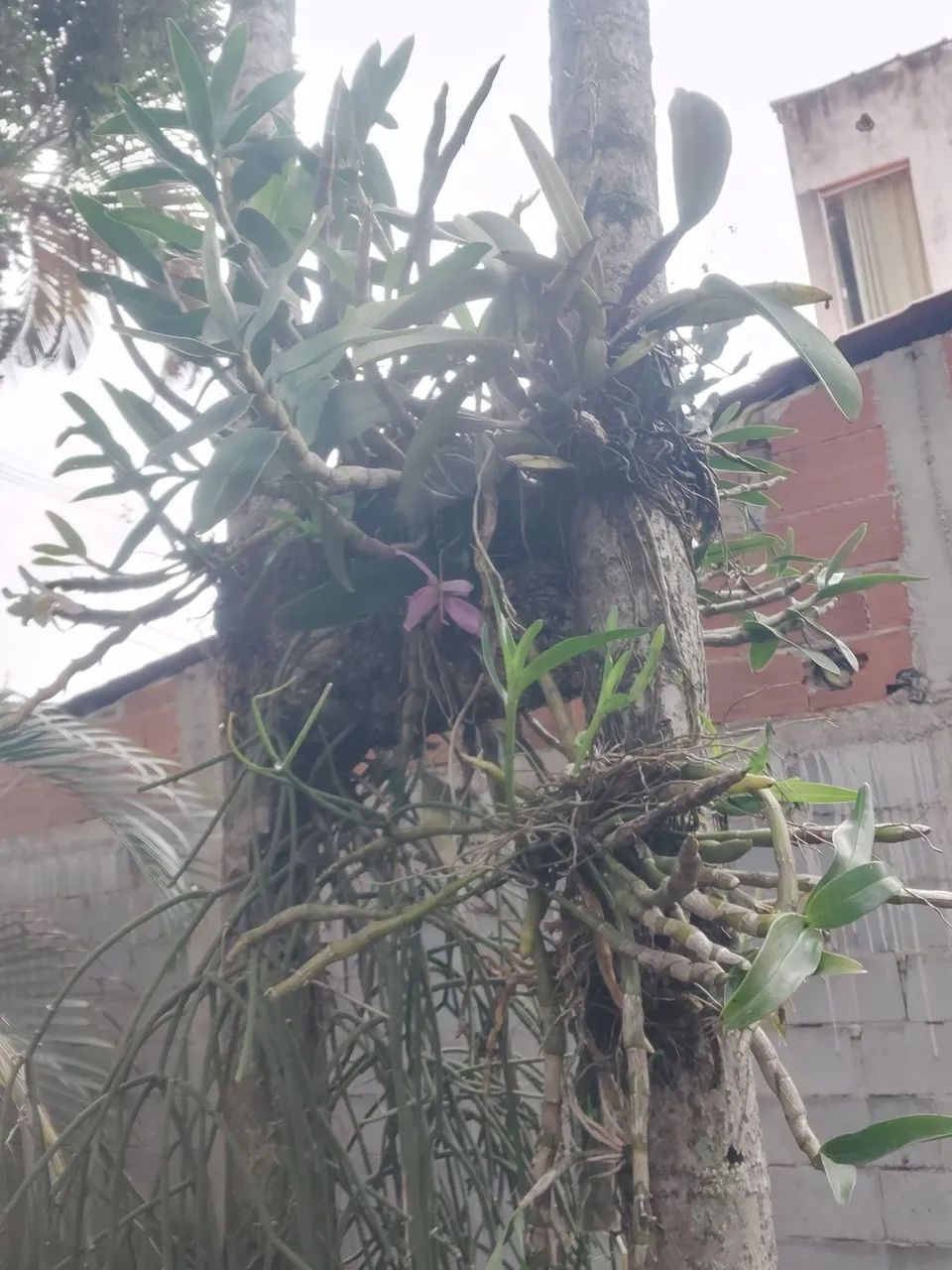Orquídeas  - Foto 3