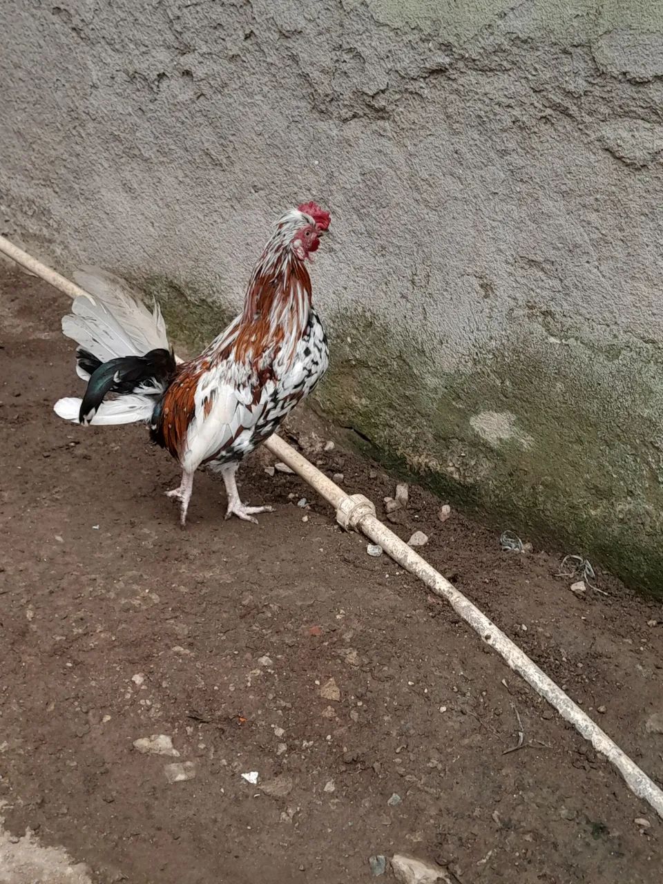Garnizes